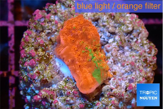 Montipora graphted frag 2 cm WYSIWYG acclimaté