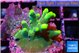 Acropora caroliniana banana 2-4 cm WYSIWYG acclimaté