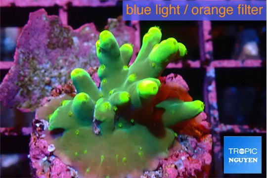 Acropora caroliniana banana 2-4 cm WYSIWYG acclimaté