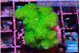 Pocillopora verrucosa toxic green 3-4 cm WYSIWYG acclimaté