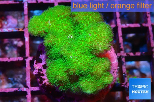 Pocillopora verrucosa toxic green 3-4 cm WYSIWYG acclimaté