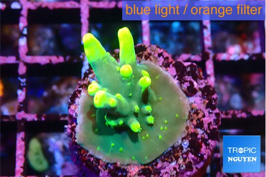 Acropora caroliniana banana 3-4 cm WYSIWYG acclimaté