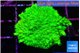 Acropora neon green 3-4 cm WYSIWYG acclimaté