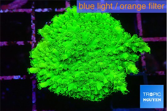 Acropora neon green 3-4 cm WYSIWYG acclimaté