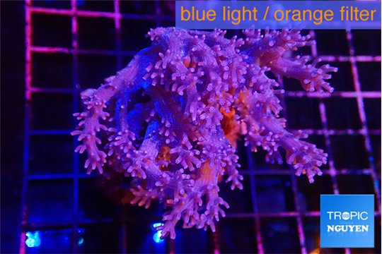 Cespitularia blue 4-7 cm WYSIWYG acclimaté