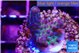 Acropora purple green 2-3 cm WYSIWYG acclimaté