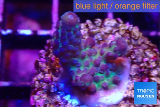 Acropora purple green 2-3 cm WYSIWYG acclimaté