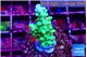 Acropora green ice 2-3 cm WYSIWYG acclimaté