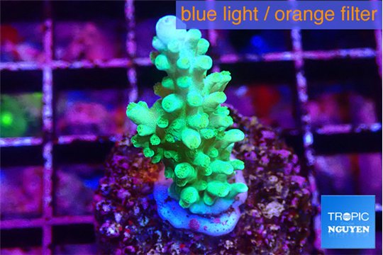 Acropora green ice 2-3 cm WYSIWYG acclimaté