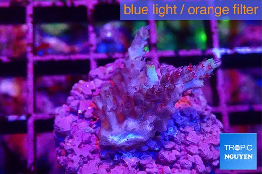 Acropora strawberry short cake 2-3 cm WYSIWYG acclimaté
