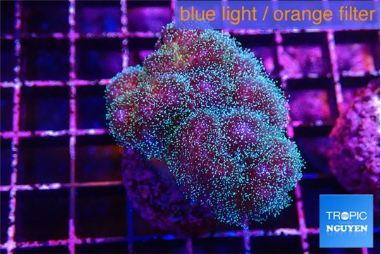 Pocillopora damicornis green & pink tip 3-5 cm WYSIWYG acclimaté