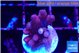 Acropora purple 2 cm WYSIWYG acclimaté