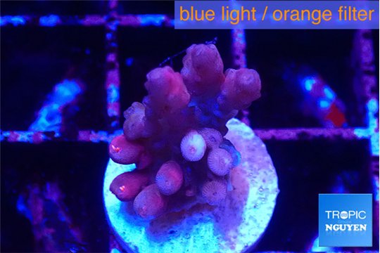 Acropora purple 2 cm WYSIWYG acclimaté