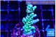 Acropora green ice 2-4 cm WYSIWYG acclimaté