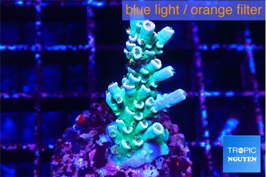 Acropora green ice 2-4 cm WYSIWYG acclimaté