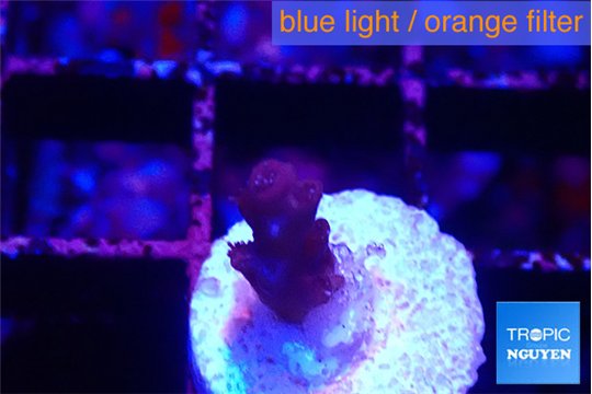 Acropora purple 1 cm WYSIWYG acclimaté