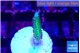 Seriatopora golden green 1-2 cm WYSIWYG acclimaté