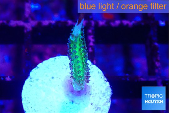 Seriatopora golden green 1-2 cm WYSIWYG acclimaté