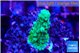 Acropora green 2 cm WYSIWYG acclimaté