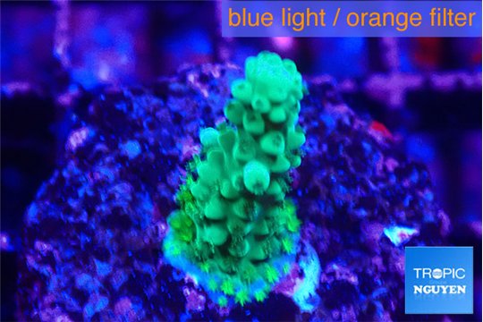 Acropora green 2 cm WYSIWYG acclimaté
