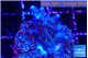 Acropora purple table Fijii 2-3 cm WYSIWYG acclimaté