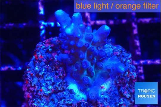 Acropora purple table Fijii 2-3 cm WYSIWYG acclimaté