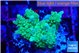Acropora green purple 2-4 cm WYSIWYG acclimaté