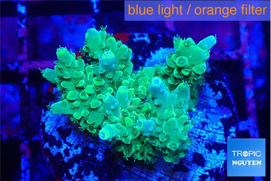 Acropora green purple 2-4 cm WYSIWYG acclimaté