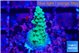 Acropora green 2-3 cm WYSIWYG acclimaté