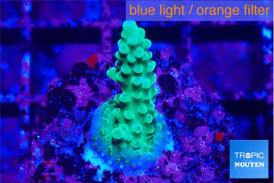 Acropora green 2-3 cm WYSIWYG acclimaté