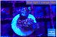 Acropora tenuis purple blue 2 cm WYSIWYG acclimaté