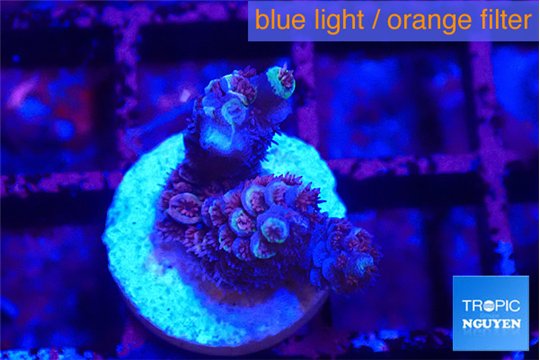 Acropora tenuis purple blue 2 cm WYSIWYG acclimaté