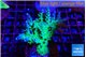 Acropora green purple 5-6 cm WYSIWYG acclimaté