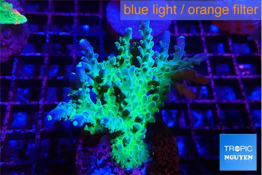 Acropora green purple 5-6 cm WYSIWYG acclimaté