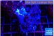 Cespitularia blue 4-7 cm WYSIWYG acclimaté