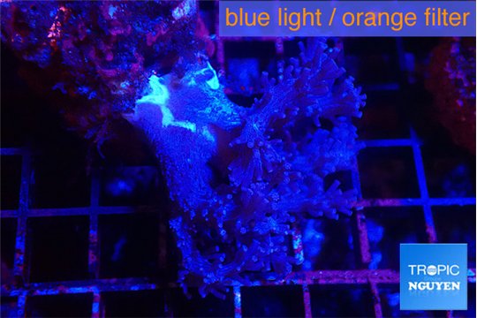 Cespitularia blue 4-7 cm WYSIWYG acclimaté