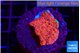 Montipora graphted 2-3 cm WYSIWYG acclimaté