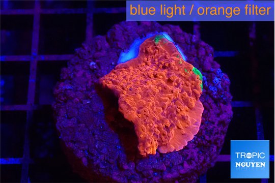 Montipora graphted 2-3 cm WYSIWYG acclimaté