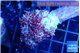 Dendronephtya purple red 6-10 cm WYSIWYG acclimaté