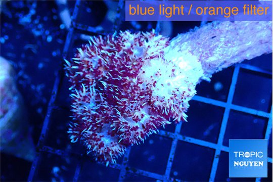 Dendronephtya purple red 6-10 cm WYSIWYG acclimaté