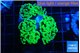 Euphyllia paraancora glow tip 4-8 cm WYSIWYG acclimaté