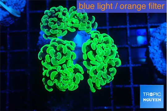 Euphyllia paraancora glow tip 4-8 cm WYSIWYG acclimaté