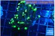 Euphyllia glabrescens high beam 3-5 cm WYSIWYG acclimaté