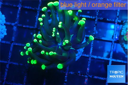 Euphyllia glabrescens high beam 3-5 cm WYSIWYG acclimaté