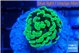 Euphyllia paraancora glow tip 2-4 cm WYSIWYG acclimaté