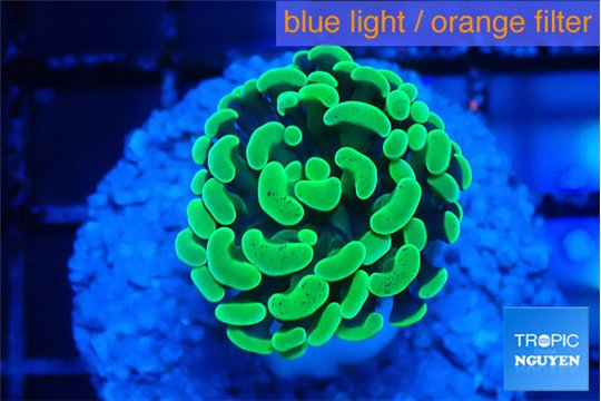Euphyllia paraancora glow tip 2-4 cm WYSIWYG acclimaté