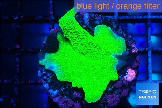 Montipora green cap 3-4 cm WYSIWYG acclimaté