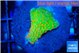 Montipora red fire forest 2-3 cm WYSIWYG acclimaté