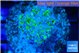 Euphyllia yayaemaensis green & purple tip 3-5 cm WYSIWYG acclimaté