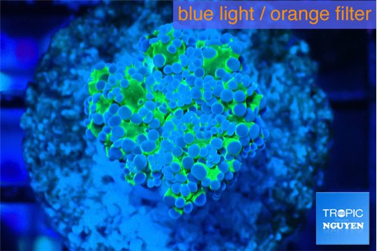 Euphyllia yayaemaensis green & purple tip 3-5 cm WYSIWYG acclimaté